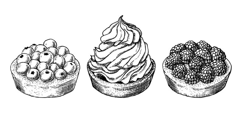 Set of delicious hand drawn creamy biscuit and tarts with berries. Engraving style pen pencil painting retro vintage vector lineart illustration. Collection of sweet desserts.