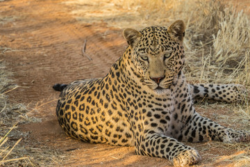 leopard sleeping on the road