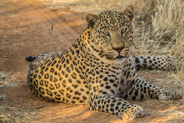 leopard sleeping on the road