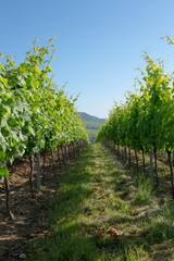 Fototapeta na wymiar Wine fields wineyards germany