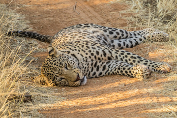 Fototapeta na wymiar leopard sleeping on the road