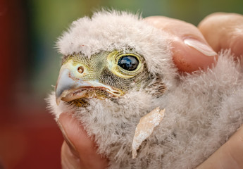 cute little young kestrel nestling captured for ringing