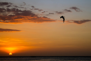 ave volando en atardecer