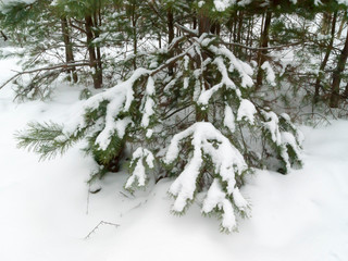 Snow on pine branches