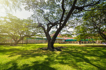 Old and giant big tree on a green field with sunlight afternoon.Thailand.