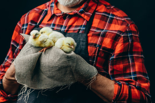 trender emotion. tenderness. man holding a nrw breed of chickens. close up cropped photo