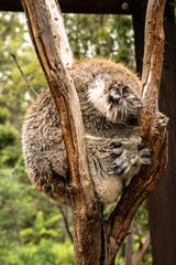 Coala    Koala