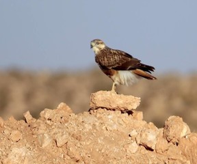 The beauty of birds