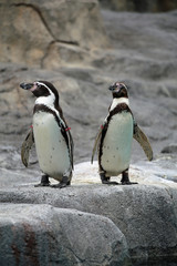 Naklejka premium 動物園のペンギン