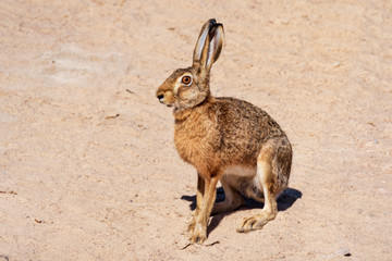 hare rabbit in sandy arid place © Per Grunditz