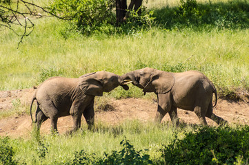 Two elephants playing with their horns face to face in Samburu Park