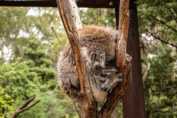 Coala    Koala