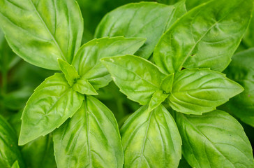 green fresh leaves of sweet basil