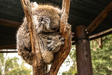 Coala    Koala