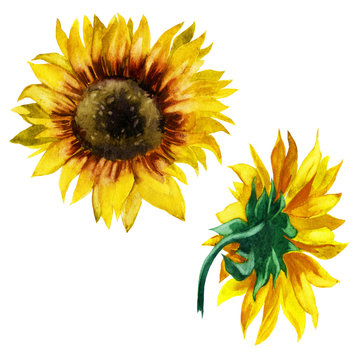 Watercolor illustration. Sunflowers. Front and back view.