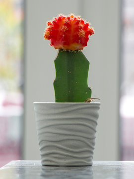 Red Top Cactus Images Browse 3 Stock Photos Vectors And Video Adobe Stock