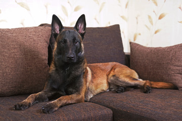 Cute young Belgian Shepherd dog Malinois with a black mask lying indoors on a brown couch with pillows
