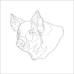 Vector illustration. Pig, pig head. Line.