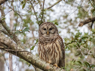 BARRED OWL