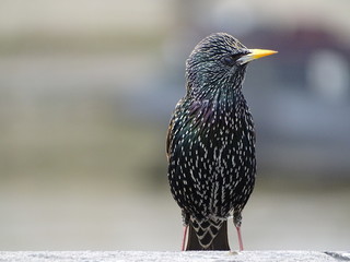 European Starling bird side view