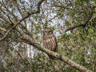 BARRED OWL
