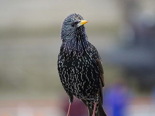 European Starling bird front face view