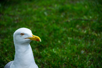 The white seagull standing on the grass