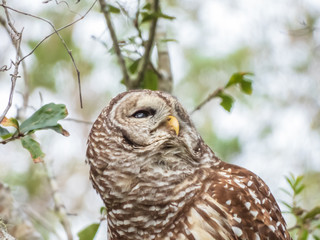 BARRED OWL
