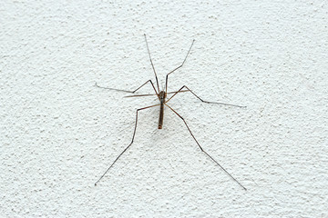 spider on the wall