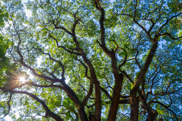 The light from the sun and the branches of the large tree that s