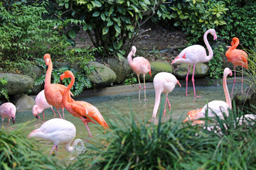 フラミンゴの群れ