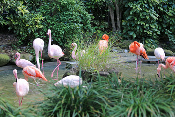 フラミンゴの群れ