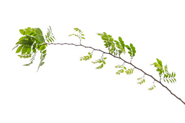 Monkey Flower Tree ( Fire of Pakistan ) and tree branch isolated on white background