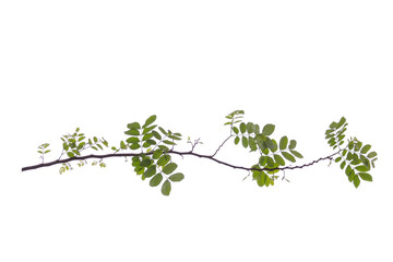 Monkey Flower Tree ( Fire of Pakistan ) and tree branch isolated on white background