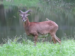 Junger Widder am Teich