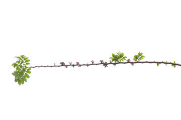 Monkey Flower Tree ( Fire of Pakistan ) and tree branch isolated on white background