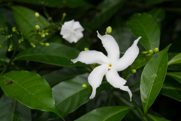 White flower Four-pointed