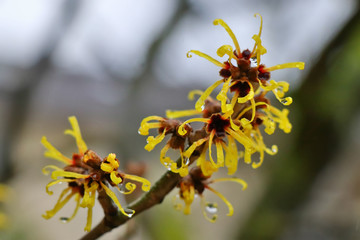 Hamamelis virginiana chunky yellow blossom on twig. Winter in Germany. Selected focus .