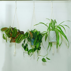 Three handmade simple minimalist cotton macrame plant hangers holding pots with plants in them. A prayer plant, philodendron, and spider plant are planted.