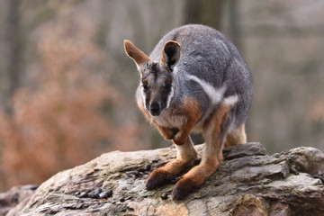 Yellow-footed rock-wallaby (Petrogale xanthopus)