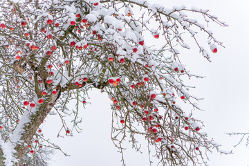 rote Äpfel als Weihnachtskugeln im Schnee am Apfelbaum