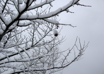 Close up of branches of plane tree covered in snow at evening. 