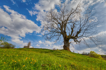 Fototapeta premium Tree in the background of mountains in a rural landscape. Carpathians