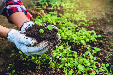 How to grow vegetables plant agriculture. dig into soil the vegetable garden cultivation and...