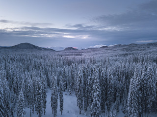 Snow covered winter forest landscape aerial view with pines and mountains in the background. Cold morning sunrise with alpenglow.