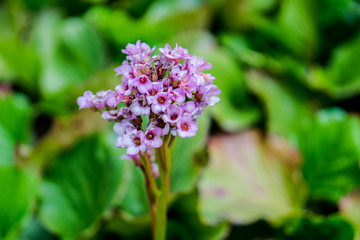 bunch of violet flowers