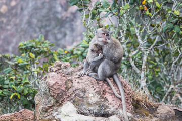 Mother and baby monkey in Bali, Indonesia
