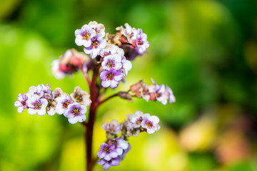 violet and white flower