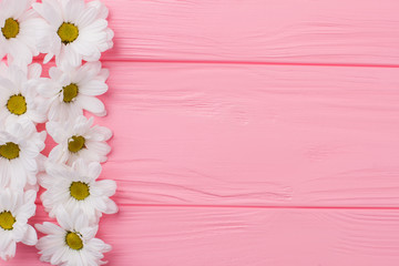 White daisy chamomile flowers column. Top view, flat lay, copyspace. Pink wooden background.