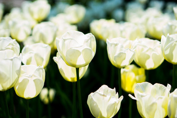 whole bunch of white tulips